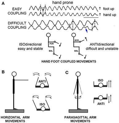 APAs Constraints to Voluntary Movements: The Case for Limb Movements Coupling